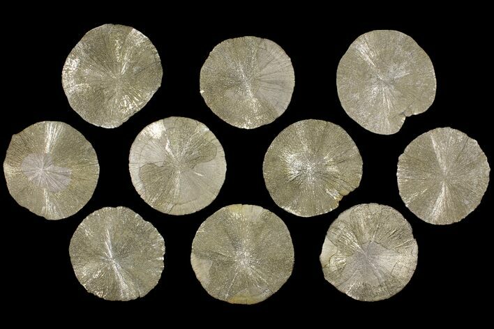 Lot: Pyrite Suns From Illinois - Pieces #91205